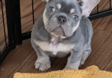 Lilac and Tan Frenchie male (fluffy carrier)