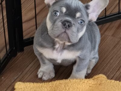 Lilac and Tan Frenchie male (fluffy carrier)