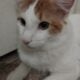 10 month old male kitten for adoption