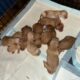 Golden Retriever Puppies
