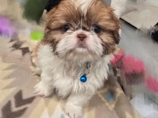 shih tzu male with green eyes