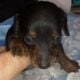 Minature dachshunds