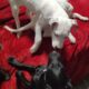 Puppies for sale
