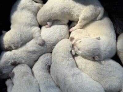 Samusky Litter in MN (Samoyed x Husky)