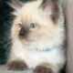 TICA Seal Colorpoint Male (blue collar)