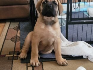 English Mastiff puppies
