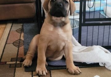 English Mastiff puppies