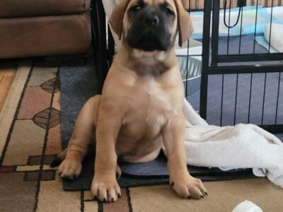 English Mastiff puppies