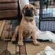 English Mastiff puppies
