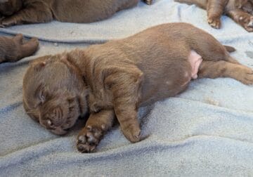 Labrador retriever puppies