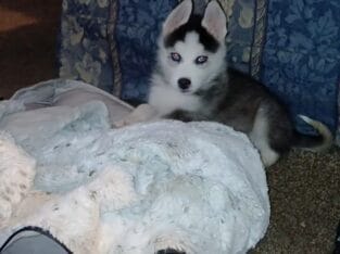 Siberian husky puppy