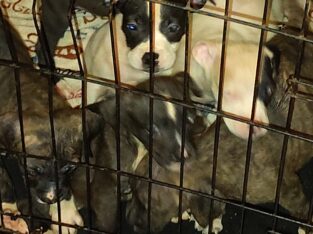 Pit Bull/Presa Canario puppies for sale i