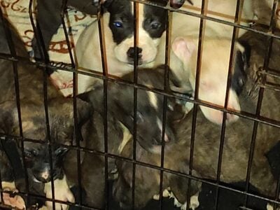 Pit Bull/Presa Canario puppies for sale i