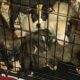 Pit Bull/Presa Canario puppies for sale i