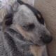 Blue Heeler Puppies