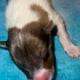 AKC Rough collies ready for homes April 10th 2025