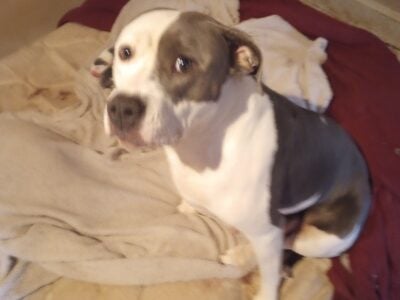 Sliver – Pitbull/Lab Mix