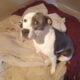 Sliver – Pitbull/Lab Mix