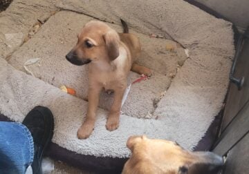Puppies for good home
