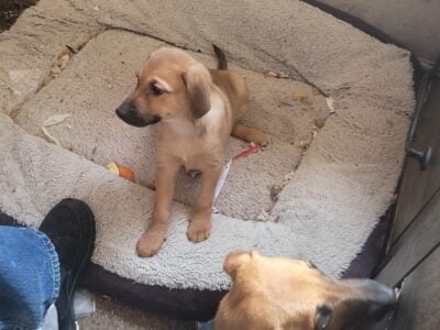 Puppies for good home