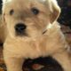 CKC Golden Retriever puppies