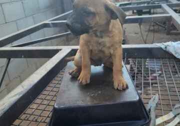 Mix breed named runt