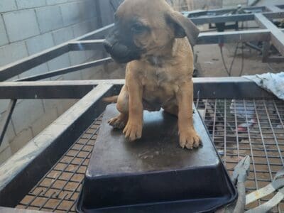 Mix breed named runt