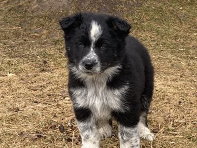 Border Collie/ Blue Heeler/ Aussie Puppies