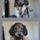 Purebred Longhair Mini Dachshunds