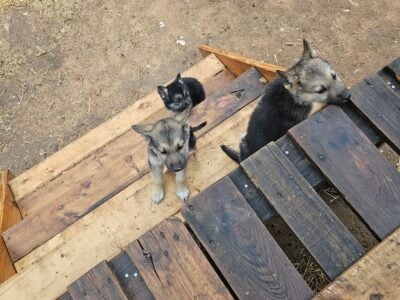 Puppies german shephard a quarter husky