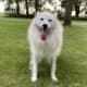 Female Samoyed Mix in MN