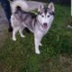 Husky puppy