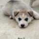 Siberian Husky Puppies