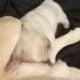 Fluffy platinum cream blue merle French bulldog pu