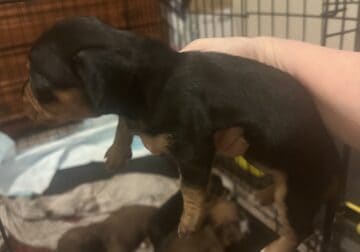 Registered dachshund