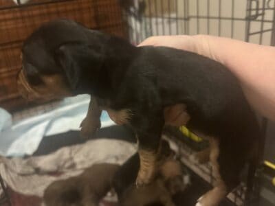 Registered dachshund