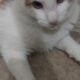 10 month old male kitten for adoption