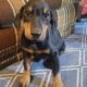 AKC Doberman puppies