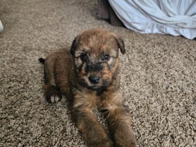 Puppies for sale