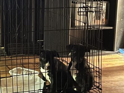 Pit puppies