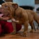 Full-Breed AKC Mini Bulldog – Chocolate Tri coat