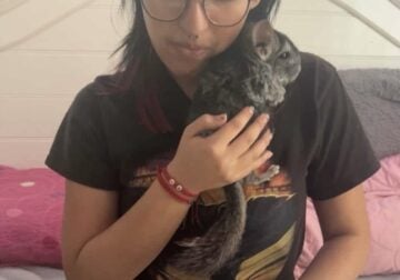 Male and female Chinchillas