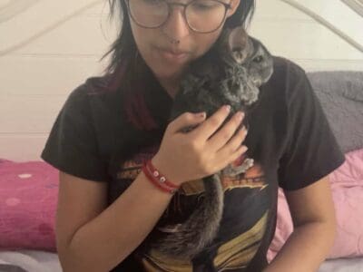 Male and female Chinchillas