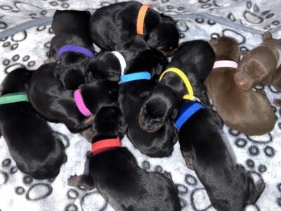 AKC Doberman Pinschers