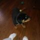 Puppy for sale