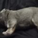 Isabella fluffy lilac tri french bulldog puppy