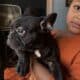 Fluffy and carrier French Bulldogs