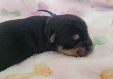 Chorkie (Yorkie & Chihuahua)Designer Breed