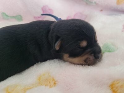 Chorkie (Yorkie & Chihuahua)Designer Breed