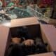 CKC Frenchton puppies 1 f 3 m 6 weeks